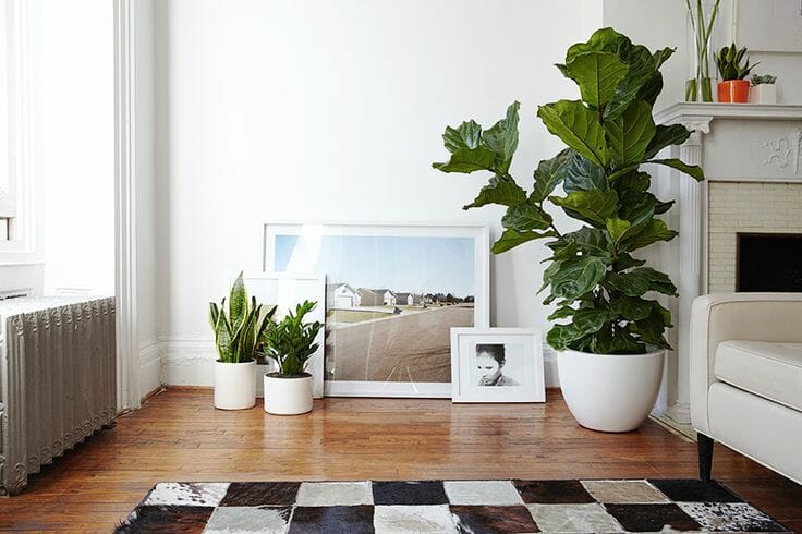 refresh living room plants