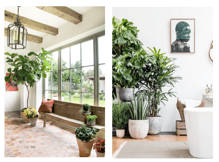 summer interior design trends indoor plants