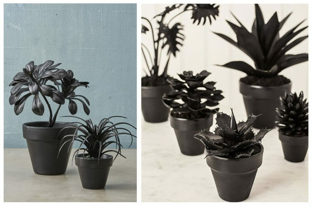 halloween decorating black plants