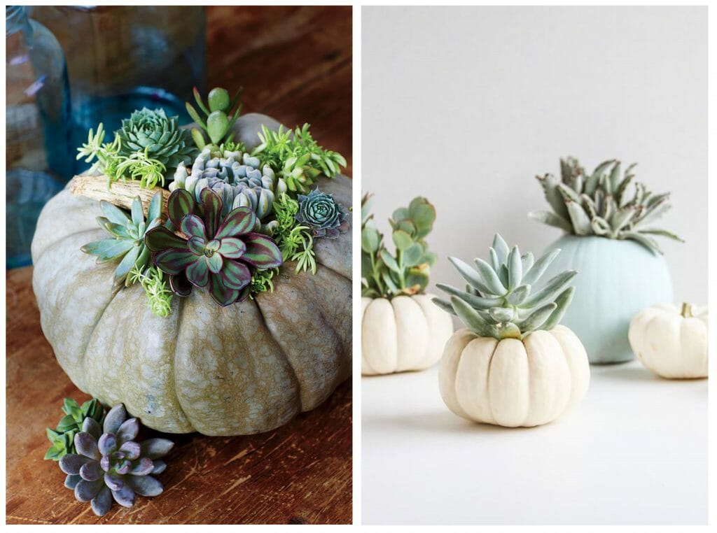 halloween decor trends pumpkin with succulents