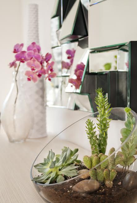 low maintenance houseplant succulents