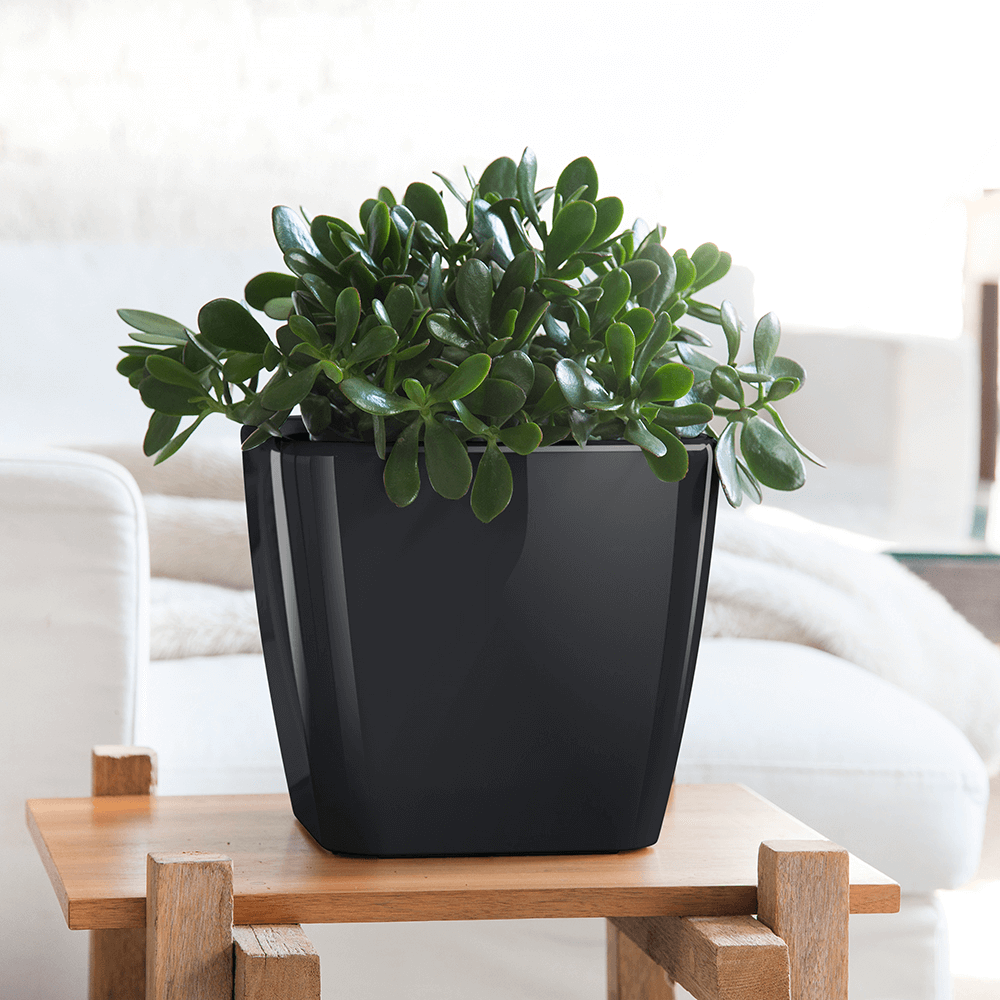 low maintenance houseplants jade plant