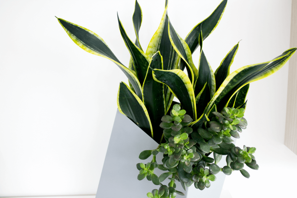 low maintenance houseplants snake plant