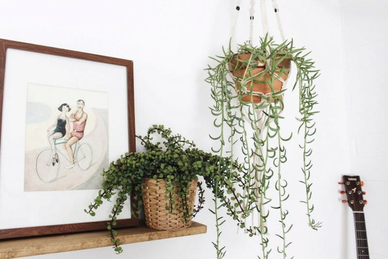 spring interior design trends plants