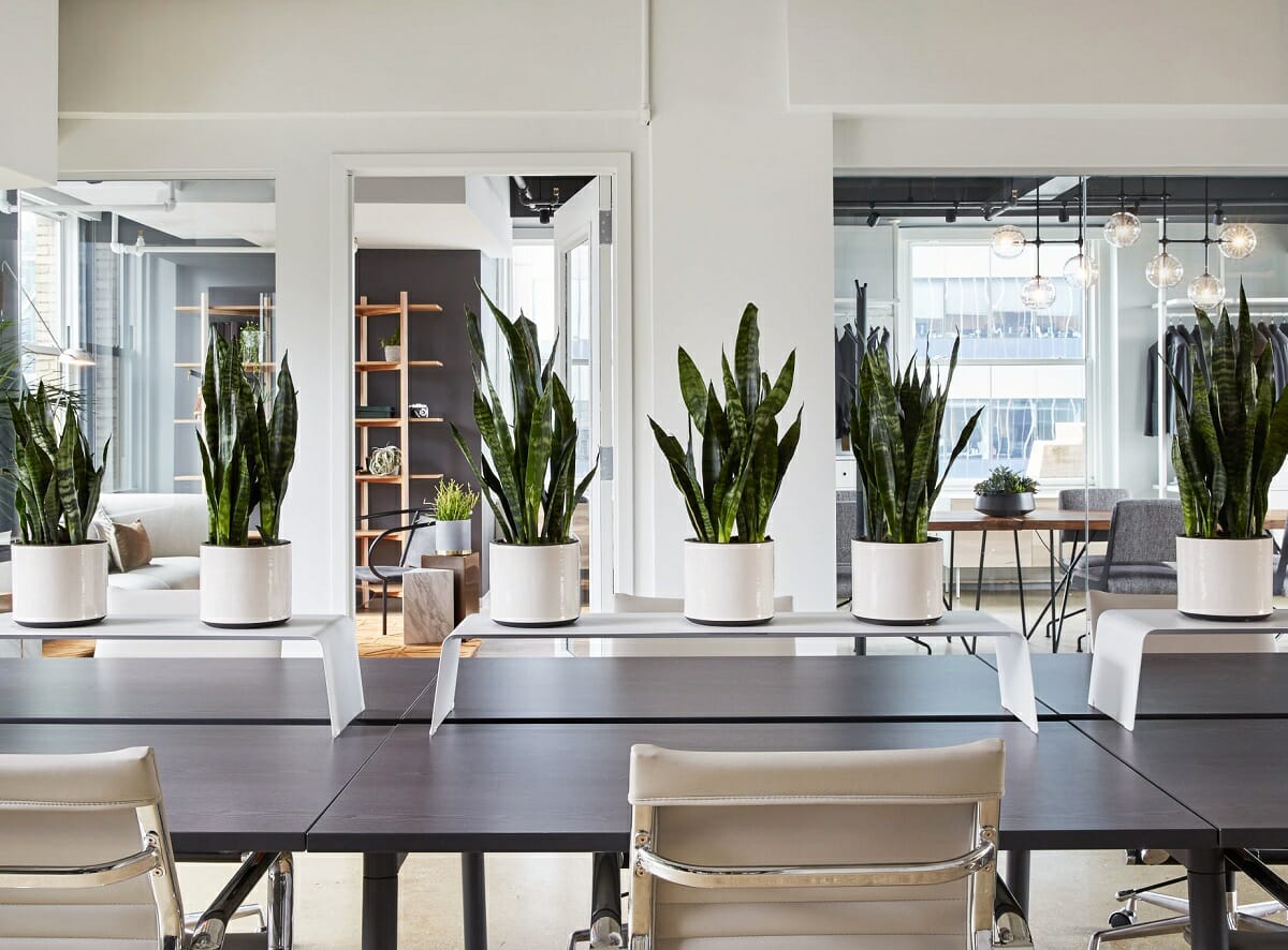 Plants in a modern office interior design by Lorenzo C