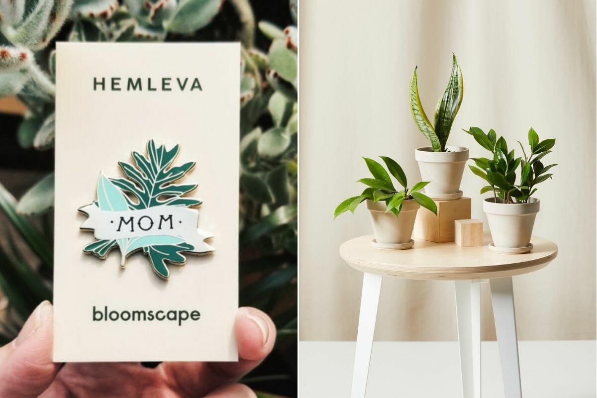Gift cards for Mother's Day and pot plants on a table from Bloomscape