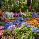 NYC flower market vibrant spring display