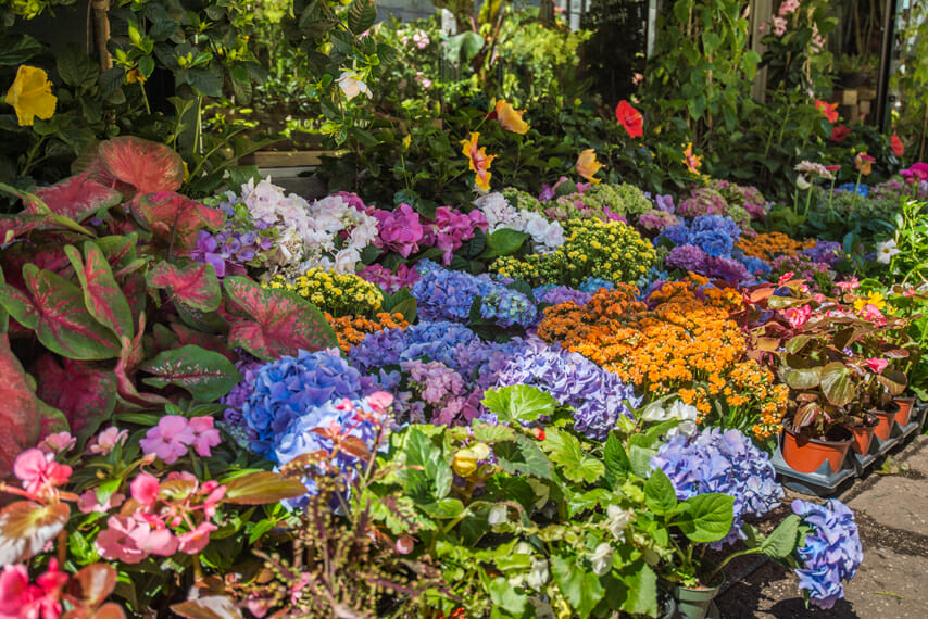 NYC flower market vibrant spring display
