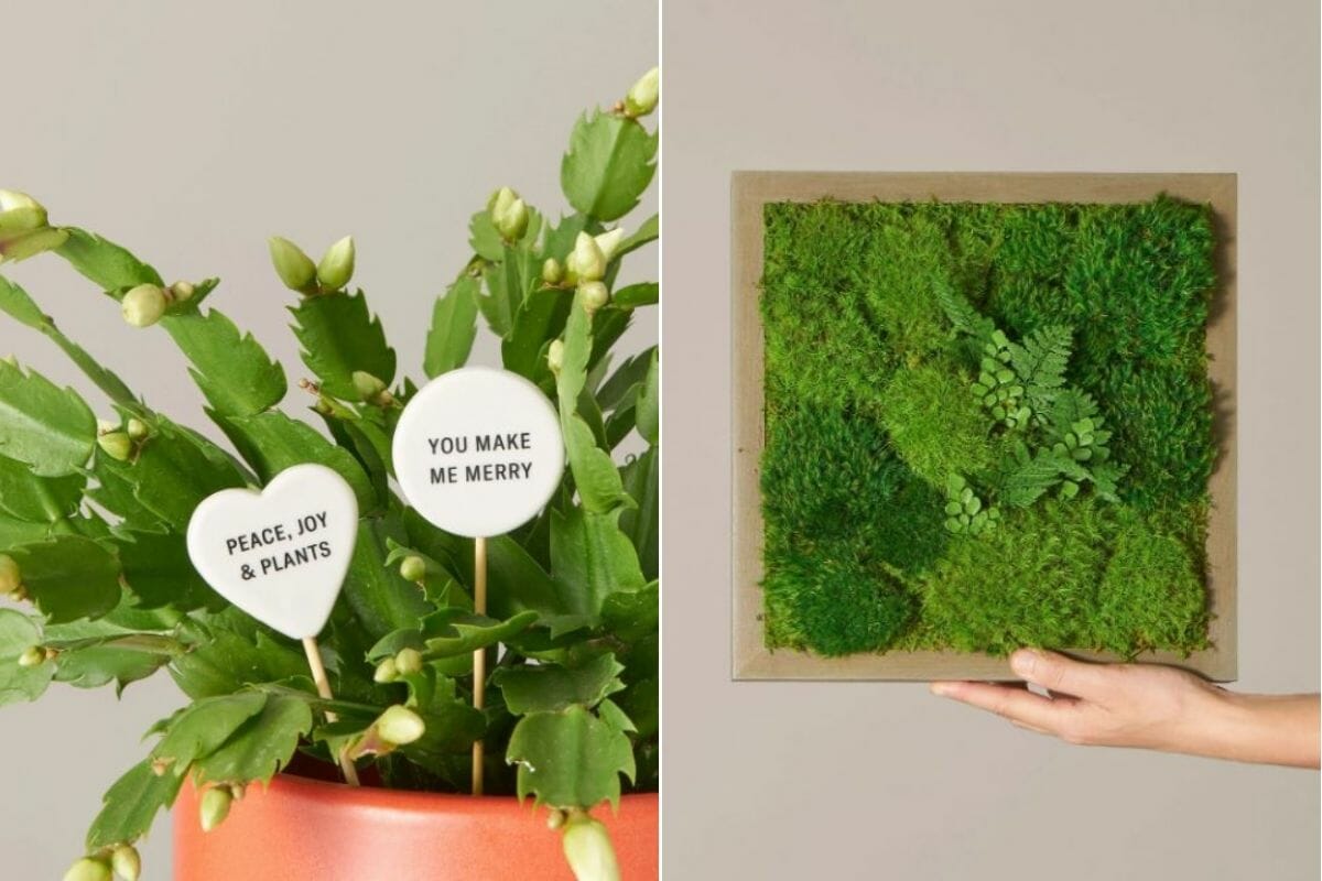 potted plants with message tabs as interior design gifts
