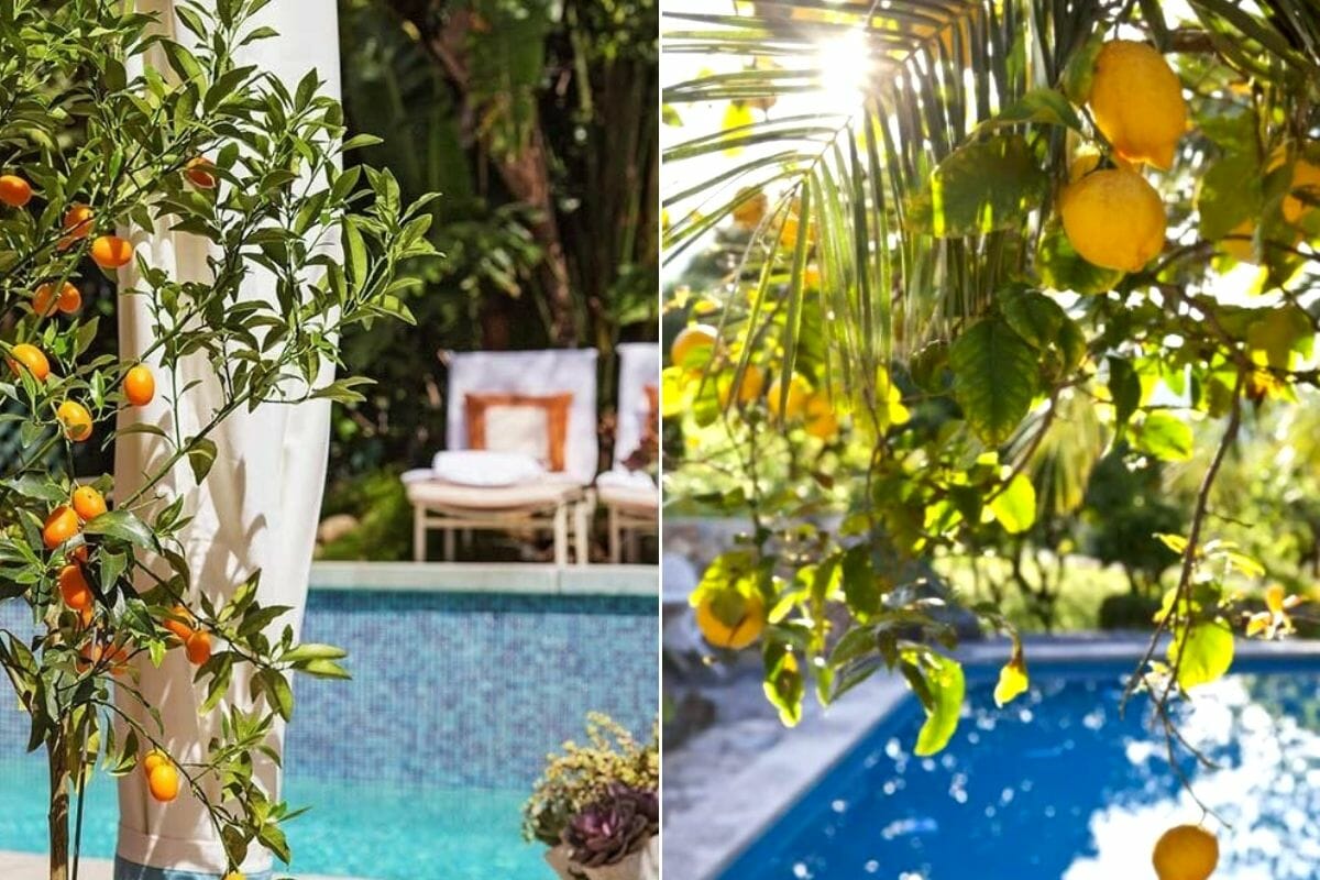 Fruit plants for around the pool as pool decorating ideas