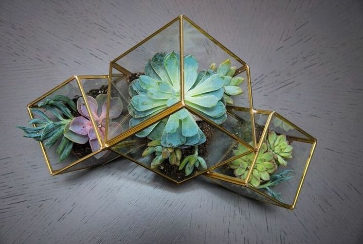 Geometric succulent terrariums from NYC Flower District