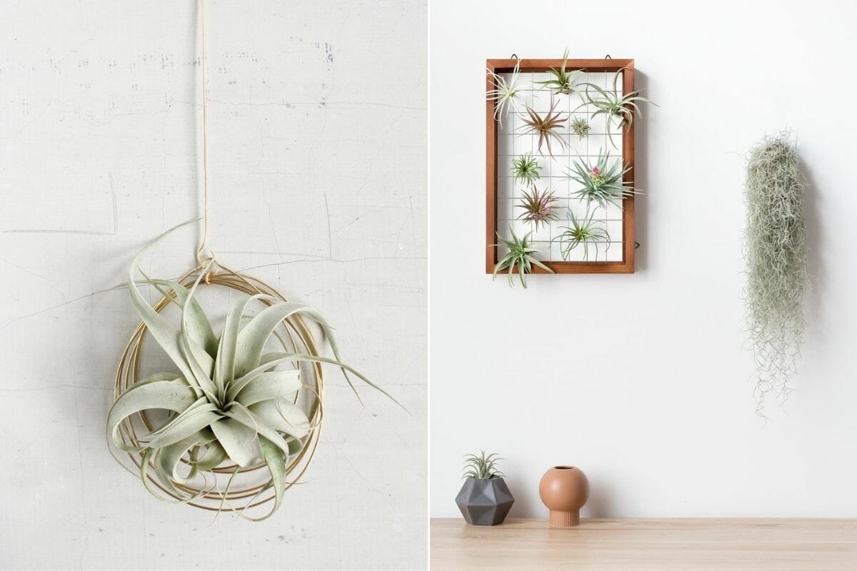 Air plants in interior design