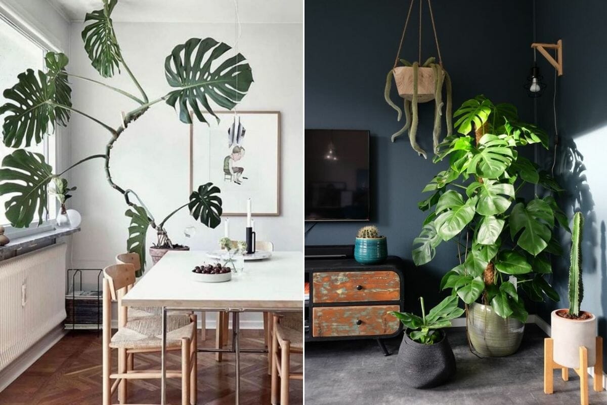 Interior decorating with monstera plants