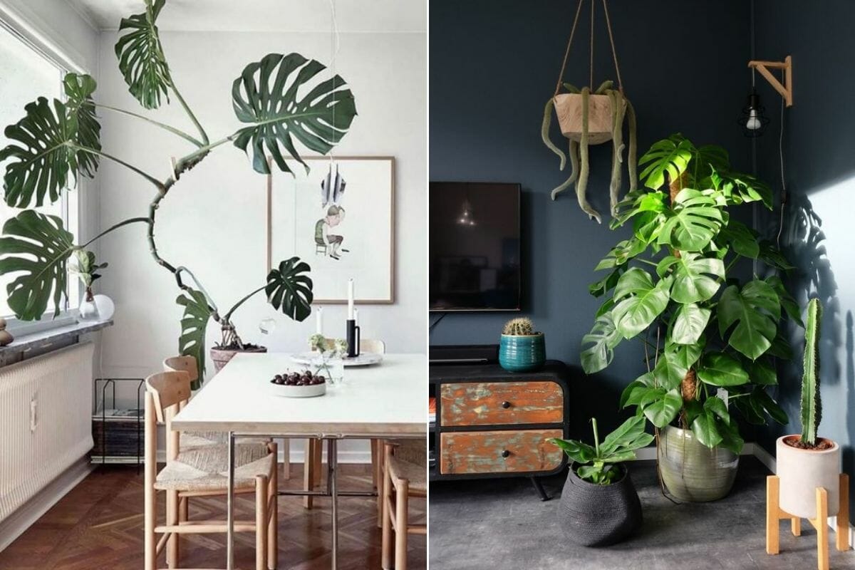 Plants in Interior Design: How to Make Your Home Flourish - Decorilla