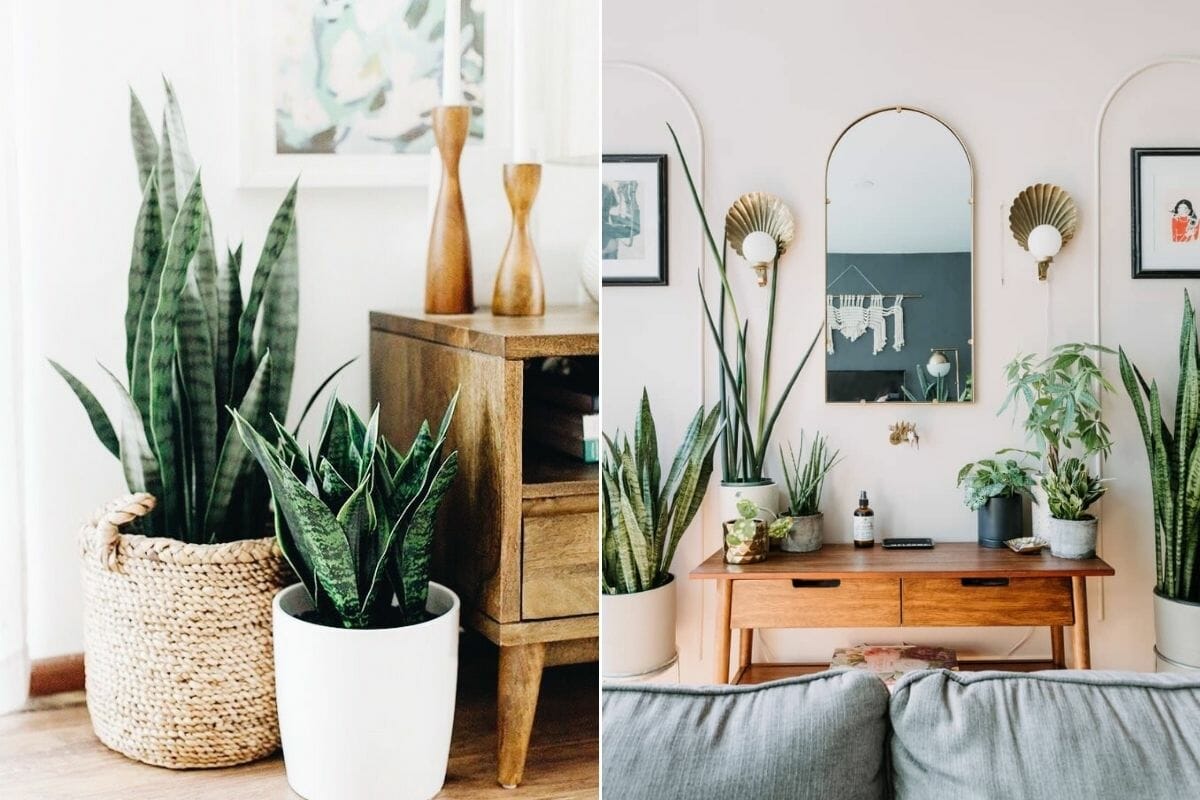 Plants in Interior Design: How to Make Your Home Flourish - Decorilla