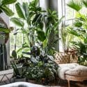 Lucious plants in interior design