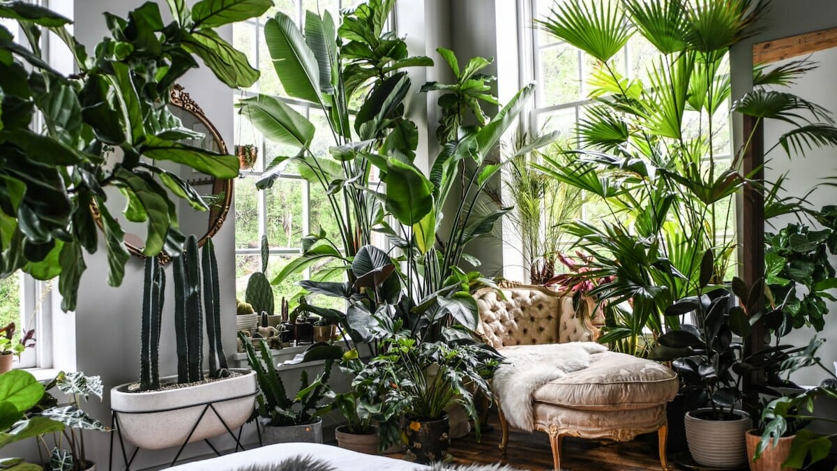 Plants in Interior Design: How to Make Your Home Flourish - Decorilla